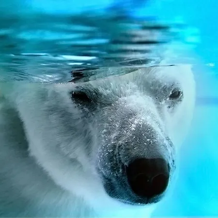 Beau Mobilhome La Palmyre 4 Etoiles 4* レ・マトゥ