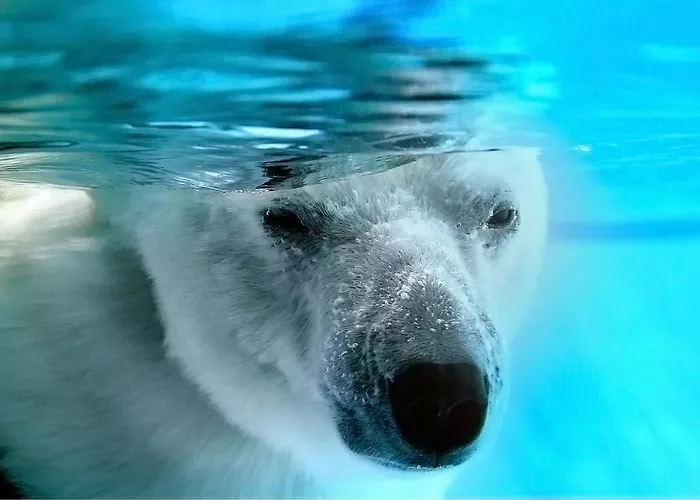 Beau Mobilhome La Palmyre 4 étoiles 4* Les Mathes